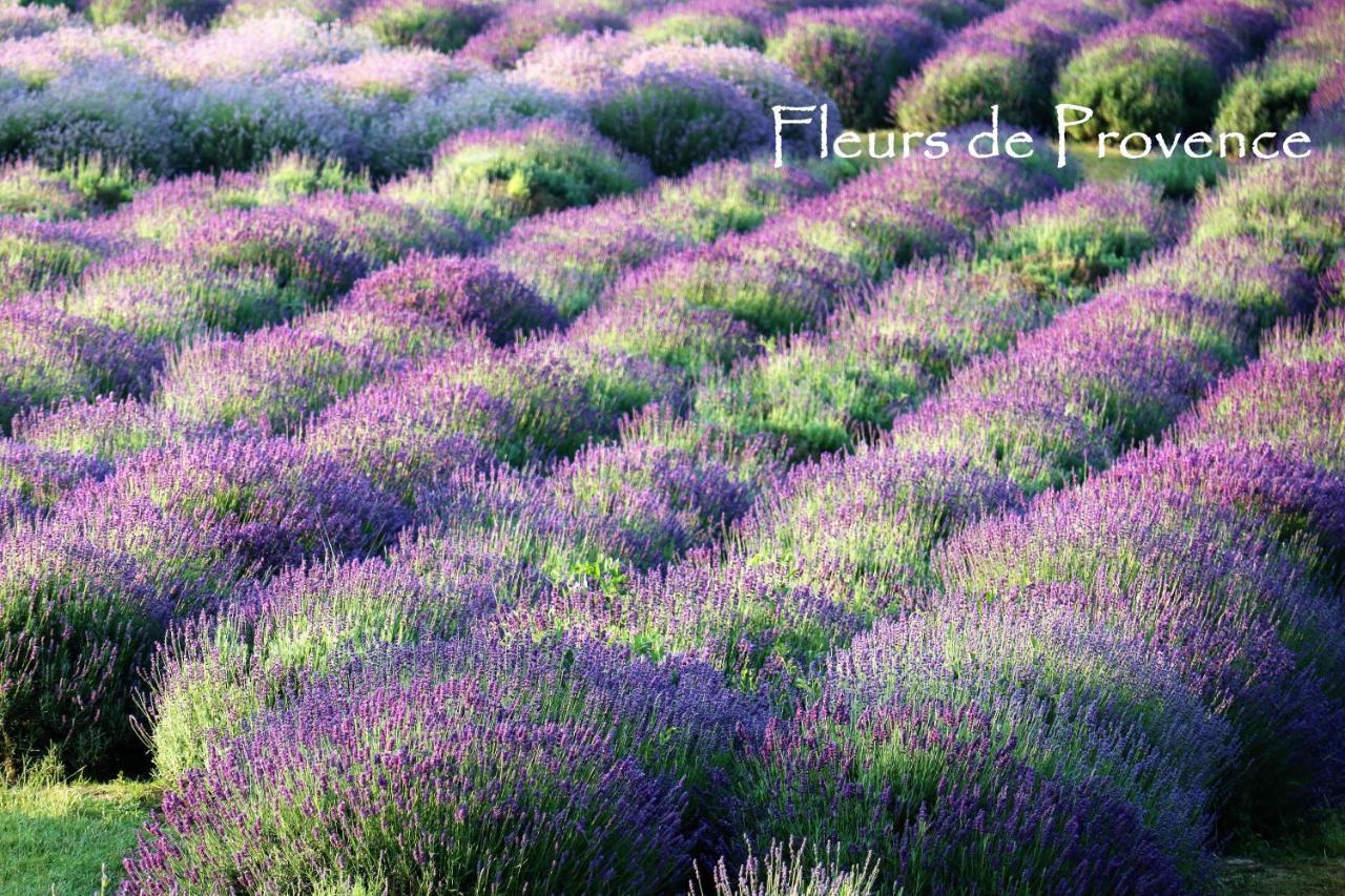 Apartamento Fleurs De Provence LʼIsle-sur-la-Sorgue Exterior foto